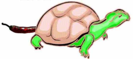 De Schildpad